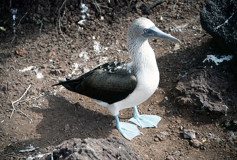 Blaufusstoelpel - Galapagos